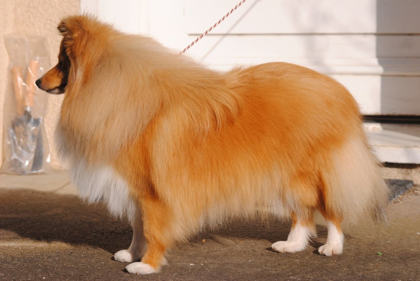 Publication : des Diablotins de Nooch Auteur : Élevage des Diablotins de Nooch