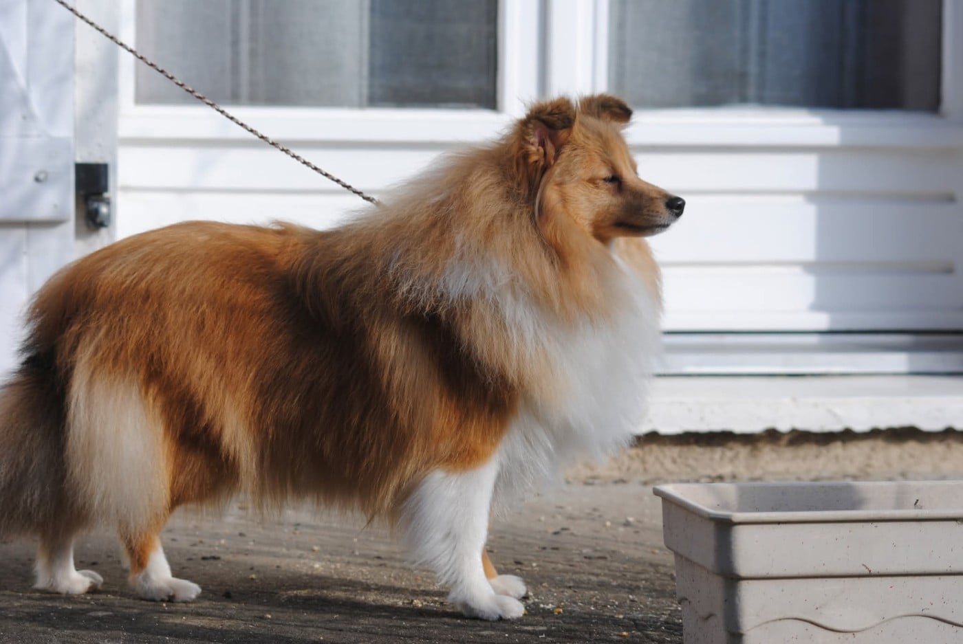 Publication : des Diablotins de Nooch Auteur : Élevage des Diablotins de Nooch