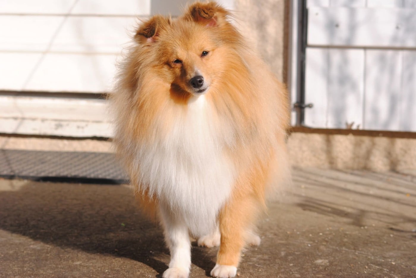 Publication : des Diablotins de Nooch Auteur : Élevage des Diablotins de Nooch