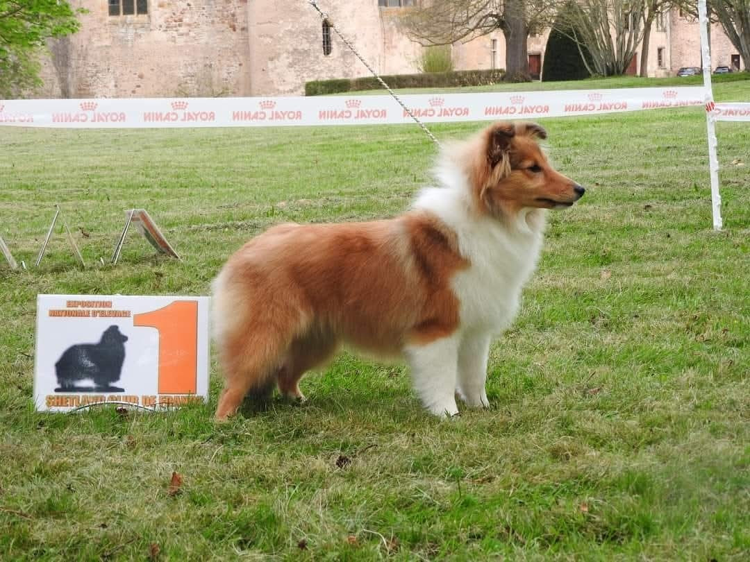 CH. Une Petite Merveille Alice des Diablotins de Nooch