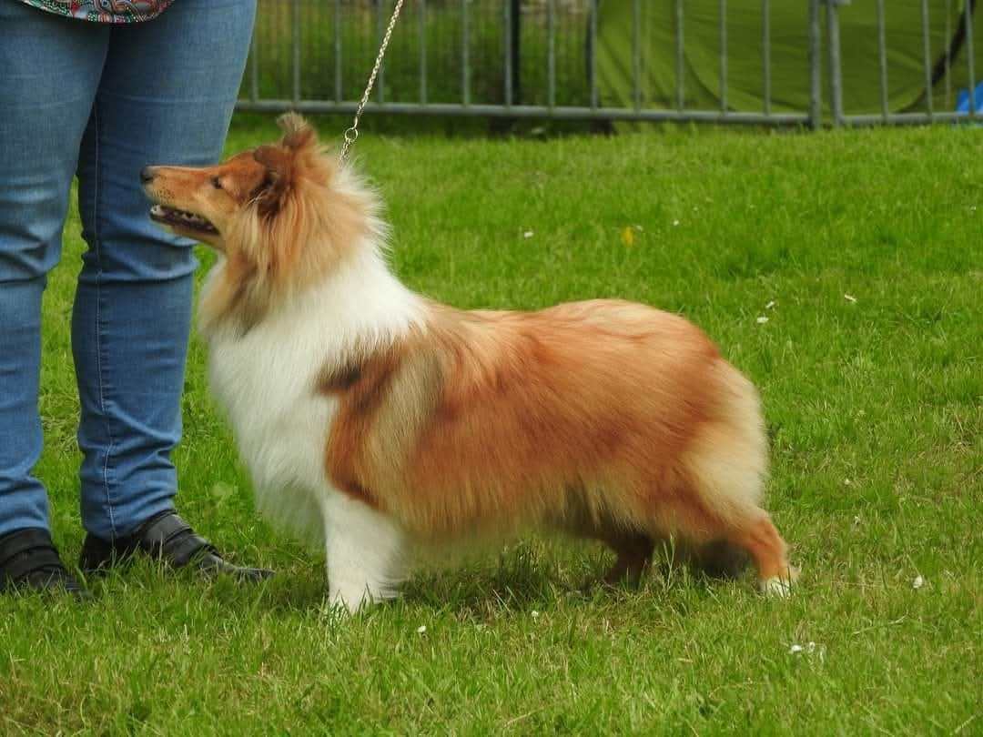 CH. Une Petite Merveille Alice des Diablotins de Nooch