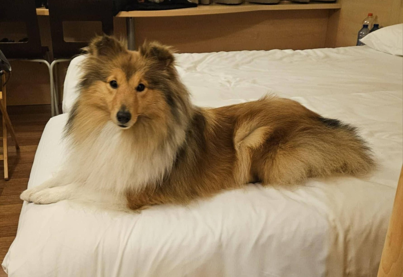 CH. Une Petite Merveille Alice des Diablotins de Nooch