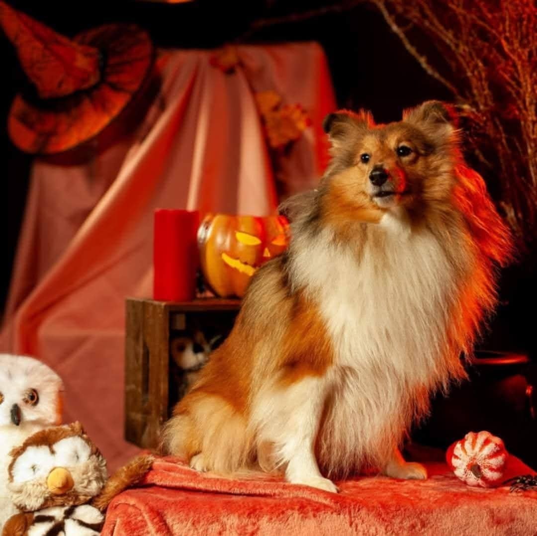 CH. Une Petite Merveille Alice des Diablotins de Nooch