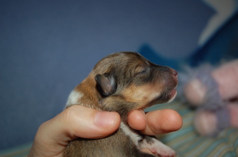 Exquise et Délicieuse Lily Dorée  des Diablotins de Nooch