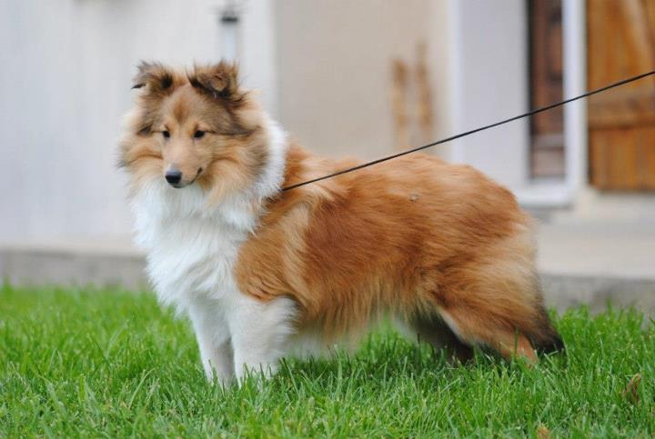 Honey lily drop des Diablotins de Nooch