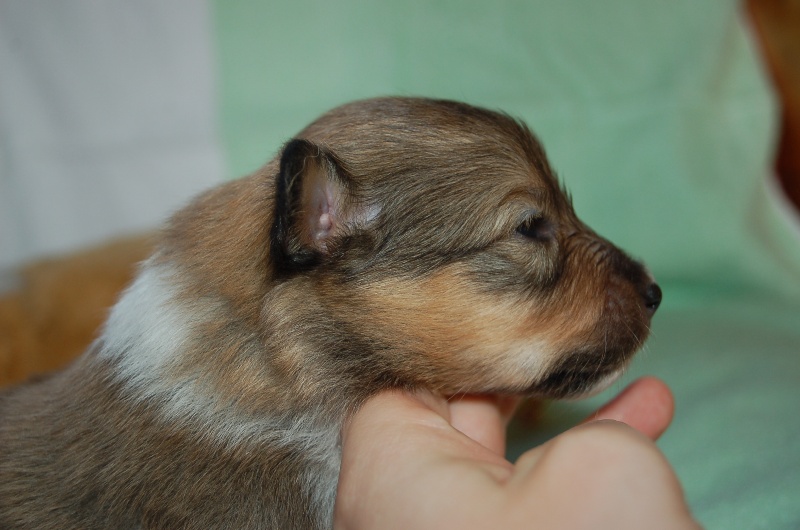 Exquise et Délicieuse Lily Dorée  des Diablotins de Nooch
