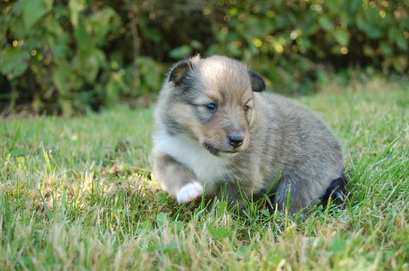 Exquise et Délicieuse Lily Dorée  des Diablotins de Nooch