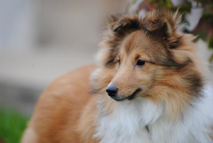 Honey lily drop des Diablotins de Nooch