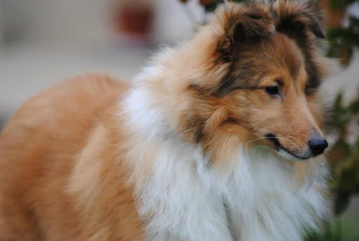 Honey lily drop des Diablotins de Nooch