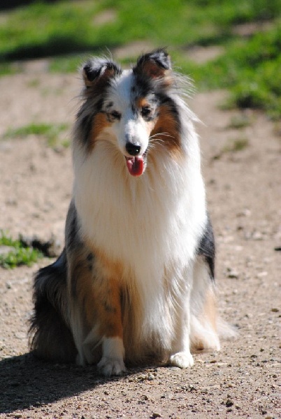 Génération hello kittie des Diablotins de Nooch