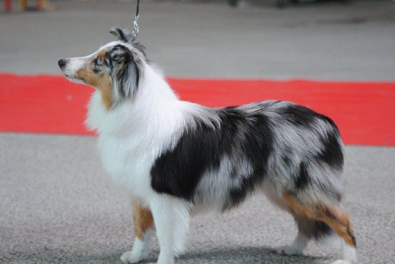 Génération hello kittie des Diablotins de Nooch