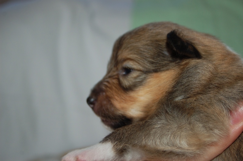 Exquise et Délicieuse Lily Dorée  des Diablotins de Nooch