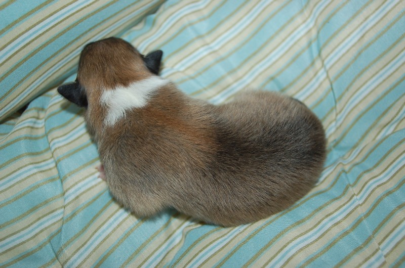 Exquise et Délicieuse Lily Dorée  des Diablotins de Nooch