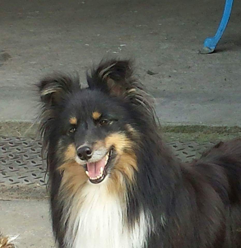 Gourmandise d'ambre au chocolat des Diablotins de Nooch