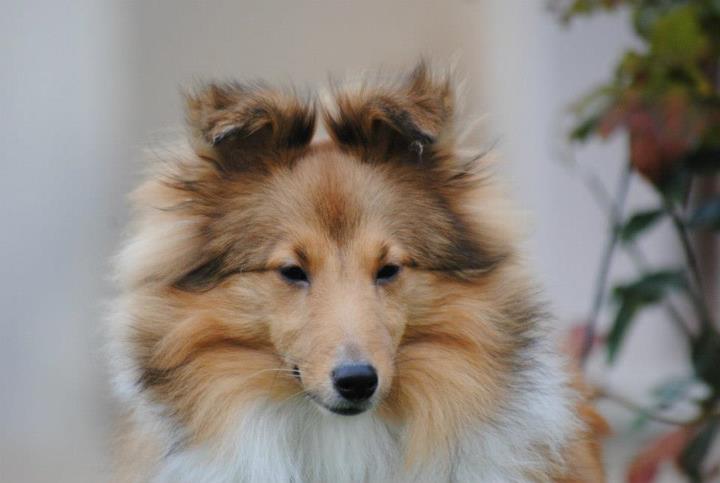 Honey lily drop des Diablotins de Nooch