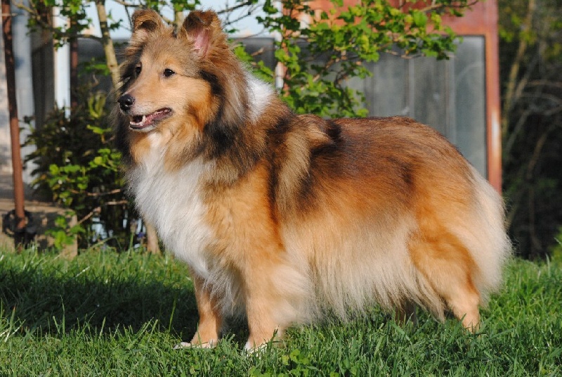 Exquise et Délicieuse Lily Dorée  des Diablotins de Nooch