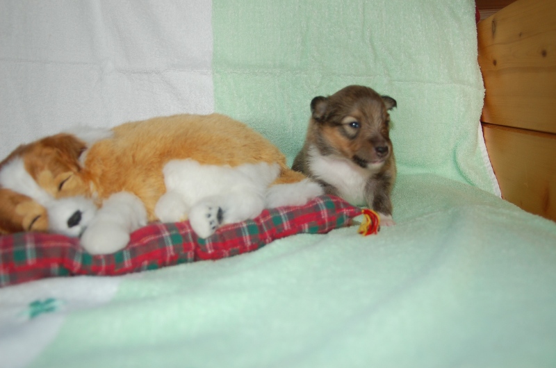 Exquise et Délicieuse Lily Dorée  des Diablotins de Nooch