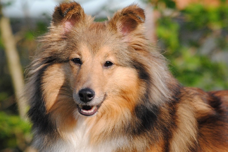 Exquise et Délicieuse Lily Dorée  des Diablotins de Nooch