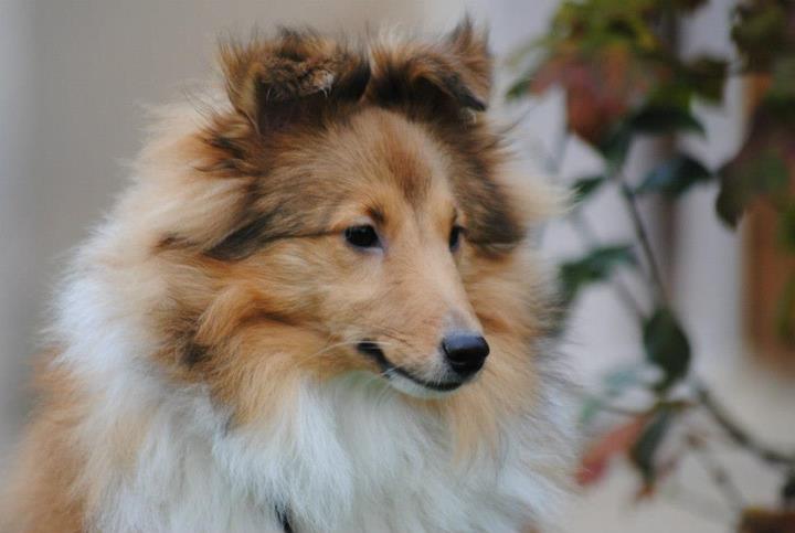 Honey lily drop des Diablotins de Nooch