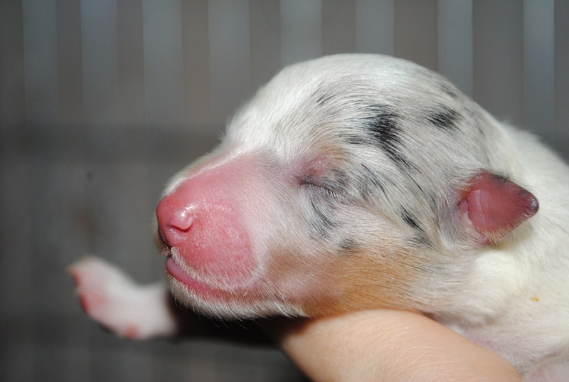 Génération hello kittie des Diablotins de Nooch