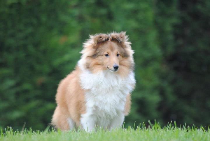 Honey lily drop des Diablotins de Nooch