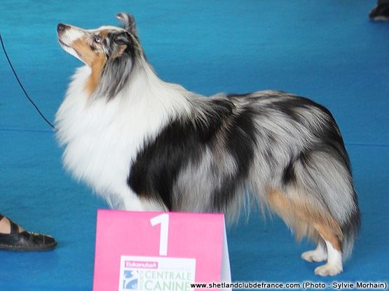 Génération hello kittie des Diablotins de Nooch