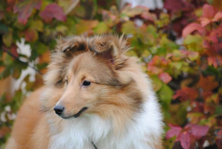 Honey lily drop des Diablotins de Nooch