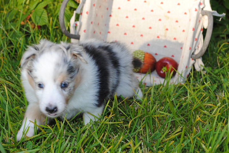 Génération hello kittie des Diablotins de Nooch