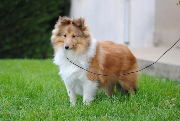 Honey lily drop des Diablotins de Nooch