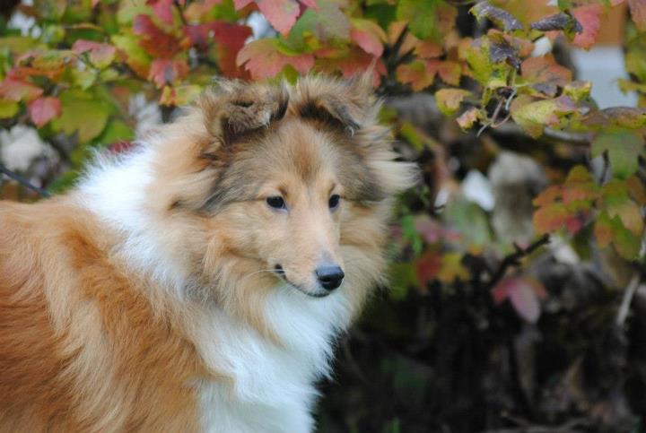 Honey lily drop des Diablotins de Nooch