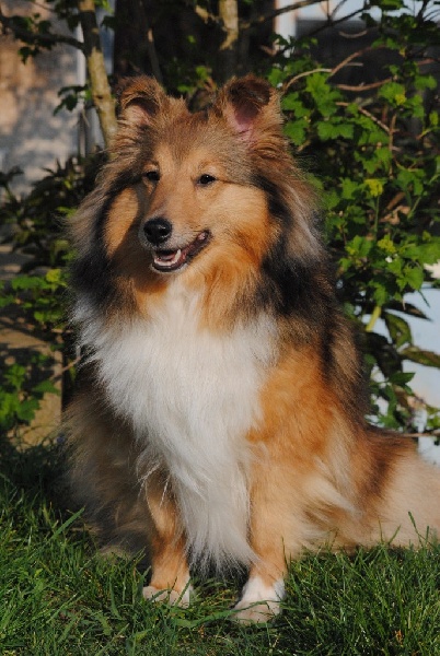 Exquise et Délicieuse Lily Dorée  des Diablotins de Nooch