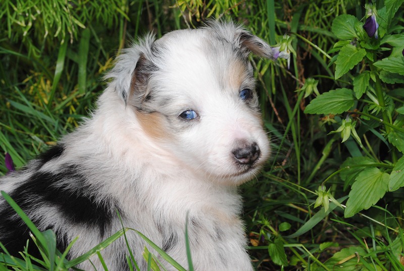 Génération hello kittie des Diablotins de Nooch