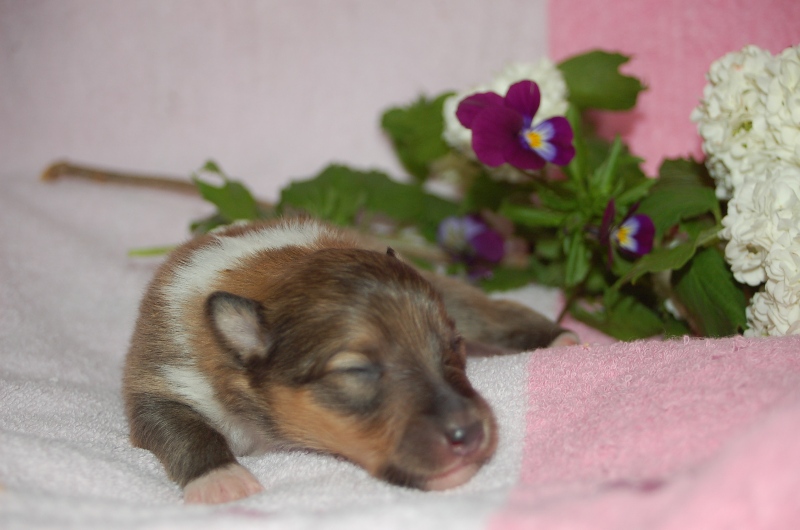 Exquise et Délicieuse Lily Dorée  des Diablotins de Nooch