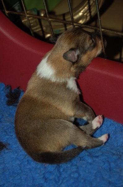 Exquise et Délicieuse Lily Dorée  des Diablotins de Nooch