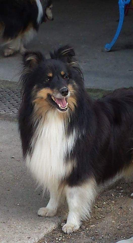 Gourmandise d'ambre au chocolat des Diablotins de Nooch