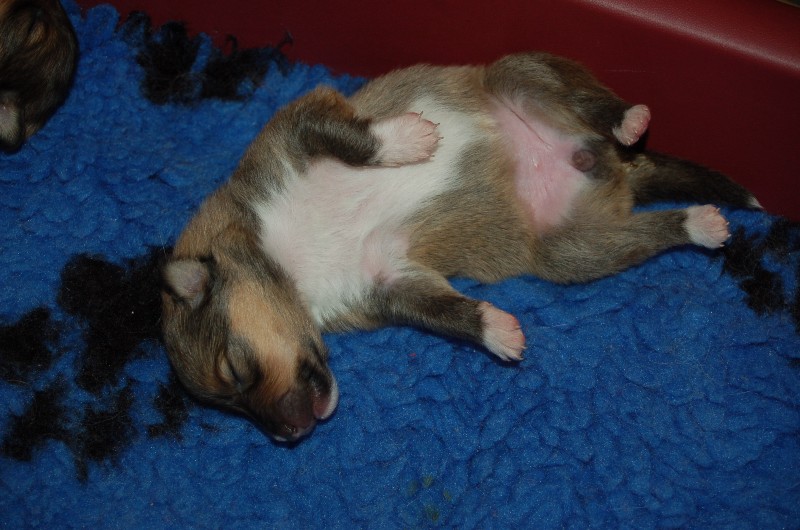 Exquise et Délicieuse Lily Dorée  des Diablotins de Nooch