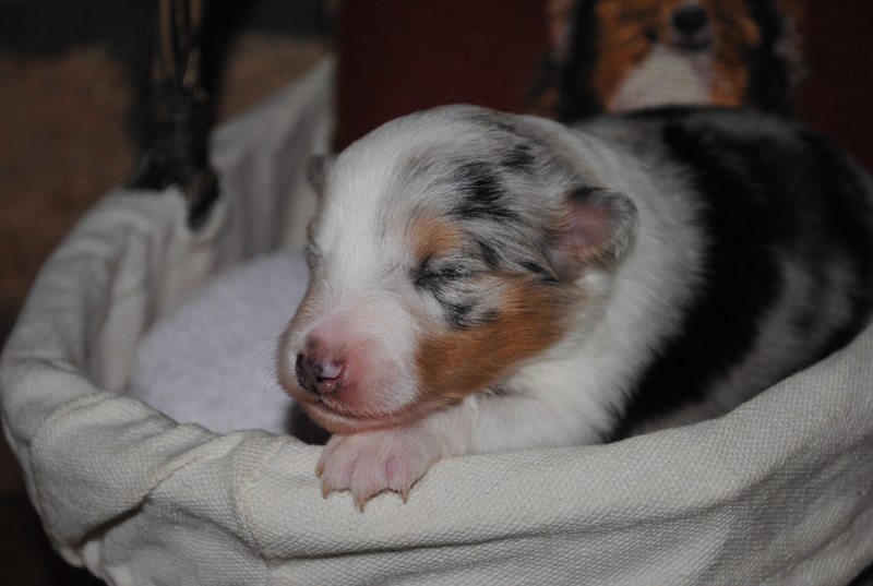 Génération hello kittie des Diablotins de Nooch