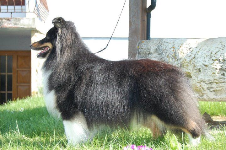 Gourmandise d'ambre au chocolat des Diablotins de Nooch