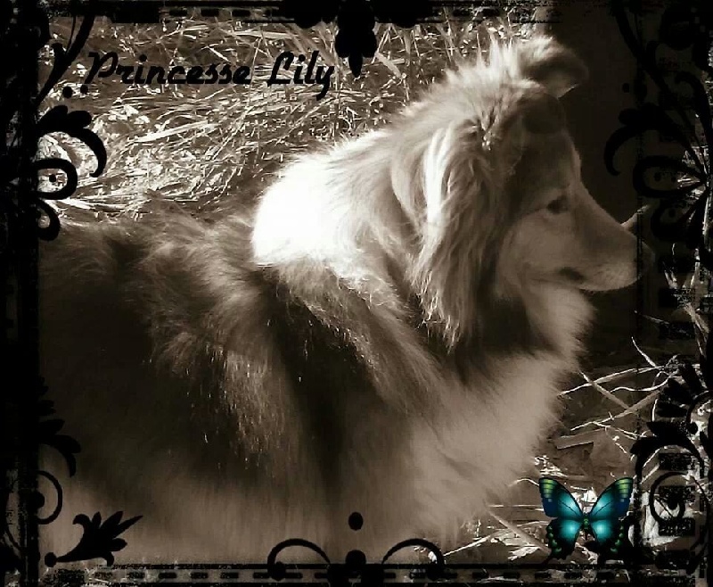 Exquise et Délicieuse Lily Dorée  des Diablotins de Nooch