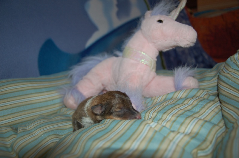 Exquise et Délicieuse Lily Dorée  des Diablotins de Nooch