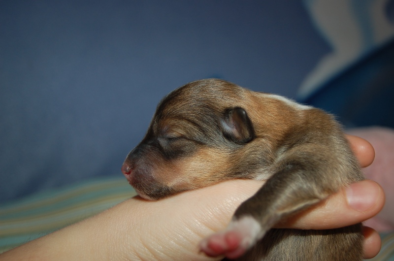 Exquise et Délicieuse Lily Dorée  des Diablotins de Nooch