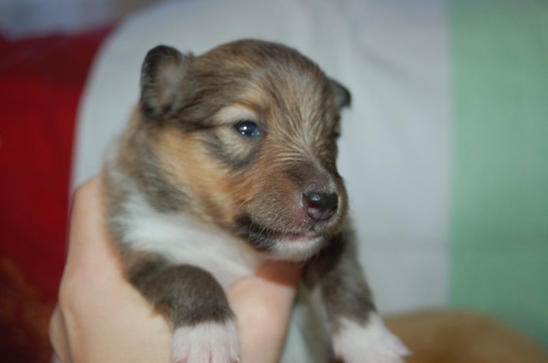 Exquise et Délicieuse Lily Dorée  des Diablotins de Nooch