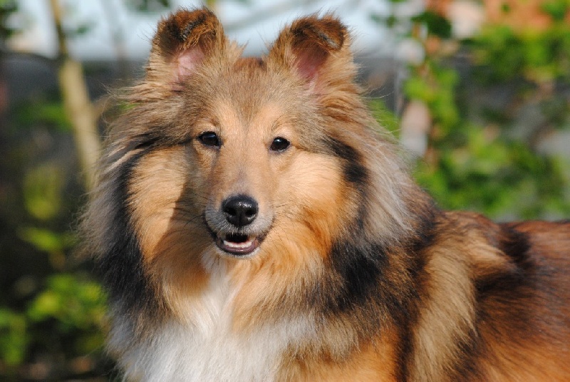 Exquise et Délicieuse Lily Dorée  des Diablotins de Nooch