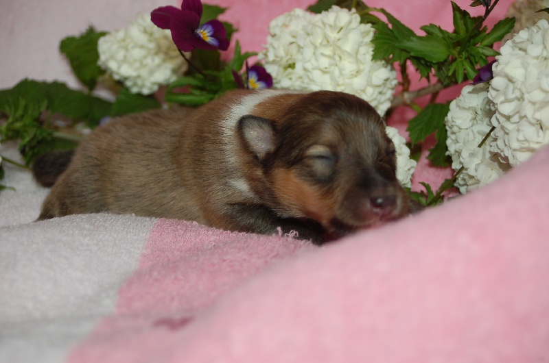 Exquise et Délicieuse Lily Dorée  des Diablotins de Nooch