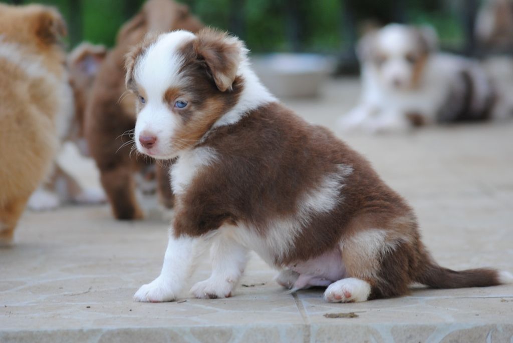 Chiot Mini Berger Americain, Saprano, mâle disponible en 58 Nievre Chiot Mini Berger Americain, Saprano, mâle disponible en 58 Nievre