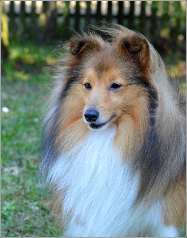 CH. Mystère et boule de gomme marlow des Romarins de Mayerling - 1er excellent - CAC - CACIB - BOB