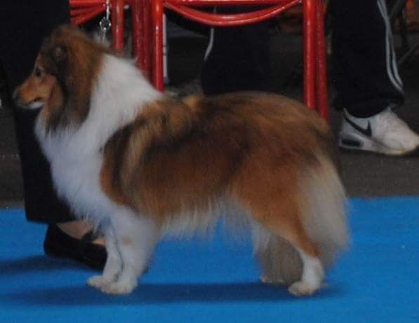 High light heavenly des Diablotins de Nooch - 1 er Excellent CACS classe ouverte