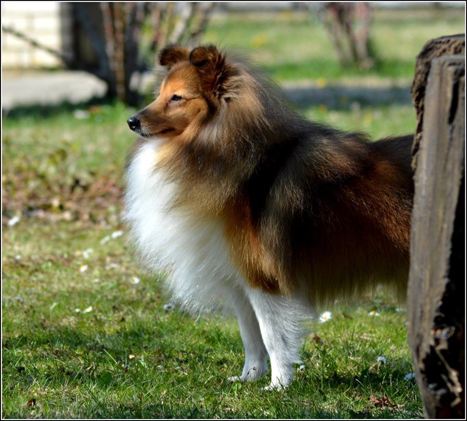 CH. Mystère et boule de gomme marlow des Romarins de Mayerling - 1er excellent - CAC - CACIB - BOB - BOG 2 - Qualification CRUFT 2020