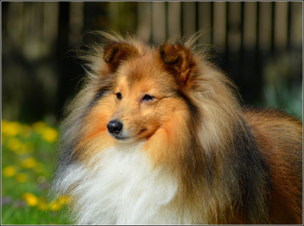 CH. Mystère et boule de gomme marlow des Romarins de Mayerling - 1er excellent - CAC - RCACIB