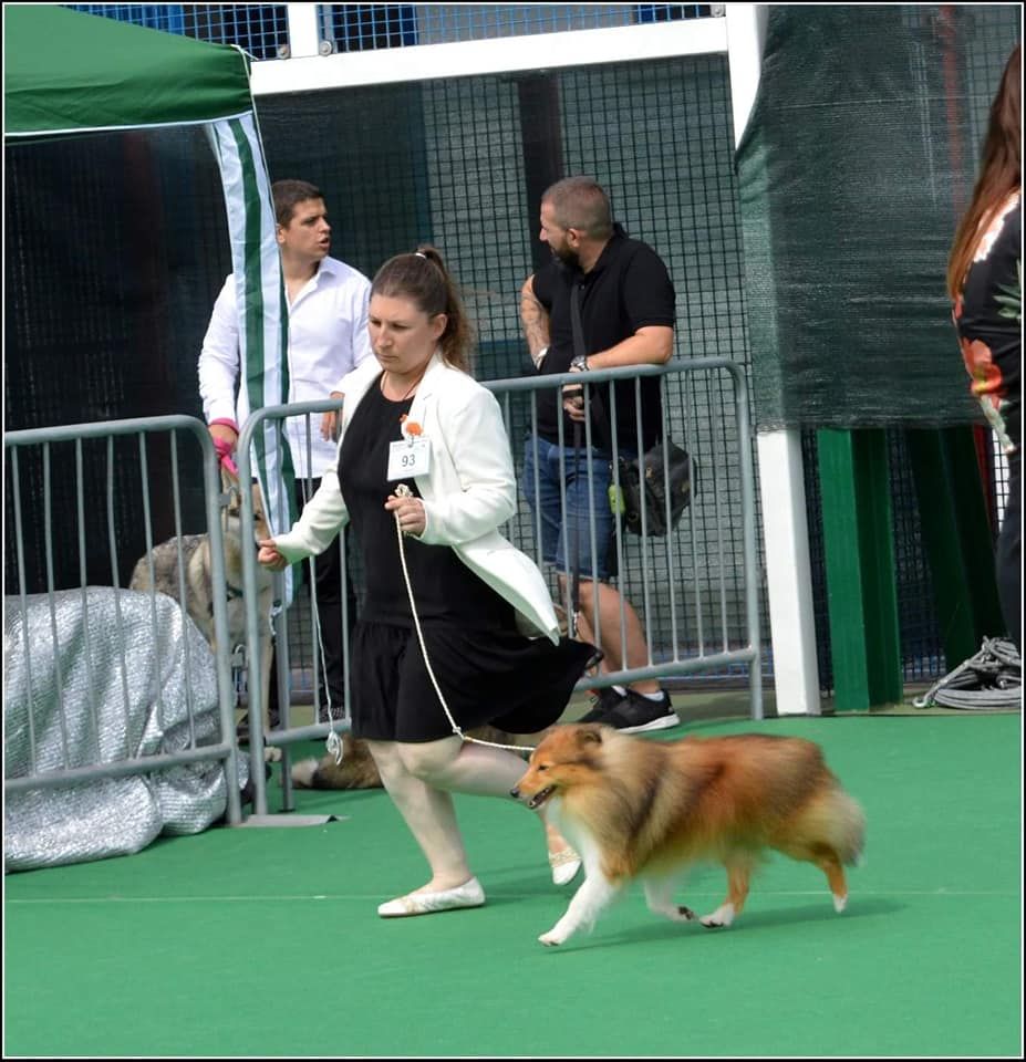 CH. Mystère et boule de gomme marlow des Romarins de Mayerling - 2 excellent RGCC